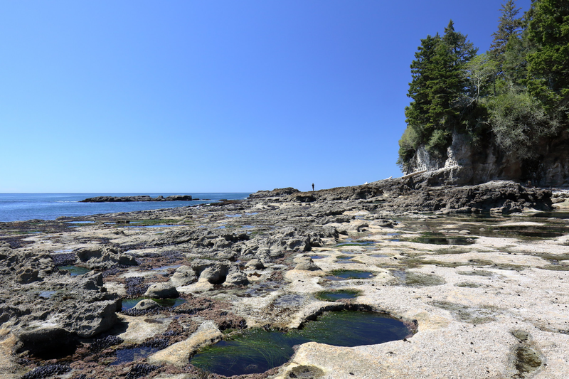 Illustration for article titled Pics from the (Ocean Floor): 2018-05-05 at Botanical Beach